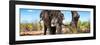 Awesome South Africa Collection Panoramic - Portrait of African Elephant in Savannah III-Philippe Hugonnard-Framed Photographic Print