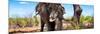 Awesome South Africa Collection Panoramic - Portrait of African Elephant in Savannah III-Philippe Hugonnard-Mounted Photographic Print