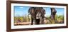 Awesome South Africa Collection Panoramic - Portrait of African Elephant in Savannah III-Philippe Hugonnard-Framed Photographic Print