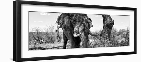 Awesome South Africa Collection Panoramic - Portrait of African Elephant in Savannah IV B&W-Philippe Hugonnard-Framed Photographic Print