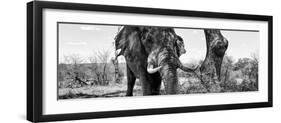 Awesome South Africa Collection Panoramic - Portrait of African Elephant in Savannah IV B&W-Philippe Hugonnard-Framed Photographic Print
