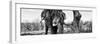 Awesome South Africa Collection Panoramic - Portrait of African Elephant in Savannah IV B&W-Philippe Hugonnard-Framed Photographic Print
