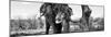 Awesome South Africa Collection Panoramic - Portrait of African Elephant in Savannah IV B&W-Philippe Hugonnard-Mounted Photographic Print