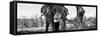 Awesome South Africa Collection Panoramic - Portrait of African Elephant in Savannah IV B&W-Philippe Hugonnard-Framed Stretched Canvas