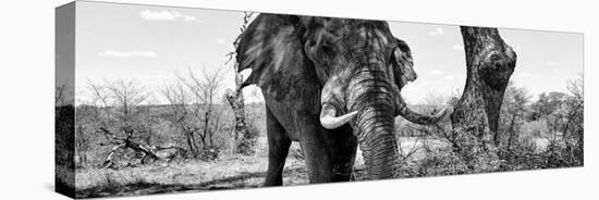 Awesome South Africa Collection Panoramic - Portrait of African Elephant in Savannah IV B&W-Philippe Hugonnard-Stretched Canvas