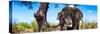 Awesome South Africa Collection Panoramic - Portrait of African Elephant in Savannah-Philippe Hugonnard-Stretched Canvas
