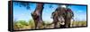 Awesome South Africa Collection Panoramic - Portrait of African Elephant in Savannah-Philippe Hugonnard-Framed Stretched Canvas