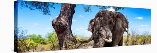 Awesome South Africa Collection Panoramic - Portrait of African Elephant in Savannah-Philippe Hugonnard-Stretched Canvas