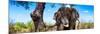 Awesome South Africa Collection Panoramic - Portrait of African Elephant in Savannah-Philippe Hugonnard-Mounted Photographic Print