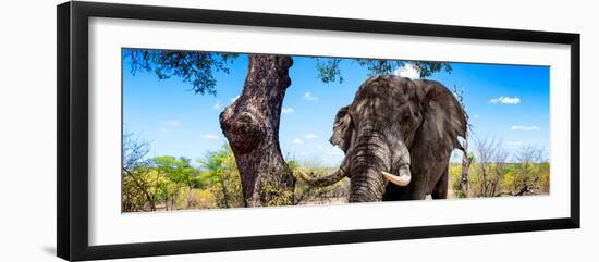 Awesome South Africa Collection Panoramic - Portrait of African Elephant in Savannah-Philippe Hugonnard-Framed Photographic Print