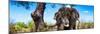 Awesome South Africa Collection Panoramic - Portrait of African Elephant in Savannah-Philippe Hugonnard-Mounted Photographic Print