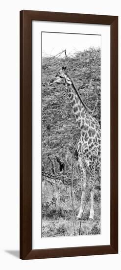 Awesome South Africa Collection Panoramic - Portrait of Giraffe B&W-Philippe Hugonnard-Framed Photographic Print