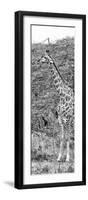 Awesome South Africa Collection Panoramic - Portrait of Giraffe B&W-Philippe Hugonnard-Framed Photographic Print