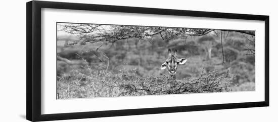 Awesome South Africa Collection Panoramic - Portrait of Giraffe Peering through Tree B&W-Philippe Hugonnard-Framed Photographic Print