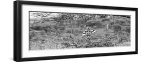 Awesome South Africa Collection Panoramic - Portrait of Giraffe Peering through Tree B&W-Philippe Hugonnard-Framed Photographic Print