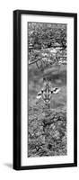 Awesome South Africa Collection Panoramic - Portrait of Giraffe Peering through Tree II B&W-Philippe Hugonnard-Framed Photographic Print