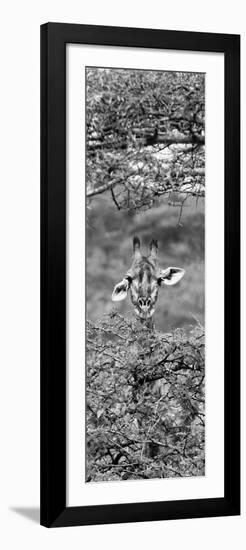 Awesome South Africa Collection Panoramic - Portrait of Giraffe Peering through Tree II B&W-Philippe Hugonnard-Framed Photographic Print