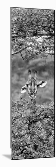 Awesome South Africa Collection Panoramic - Portrait of Giraffe Peering through Tree II B&W-Philippe Hugonnard-Mounted Photographic Print