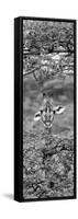 Awesome South Africa Collection Panoramic - Portrait of Giraffe Peering through Tree II B&W-Philippe Hugonnard-Framed Stretched Canvas