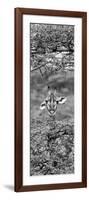 Awesome South Africa Collection Panoramic - Portrait of Giraffe Peering through Tree II B&W-Philippe Hugonnard-Framed Photographic Print