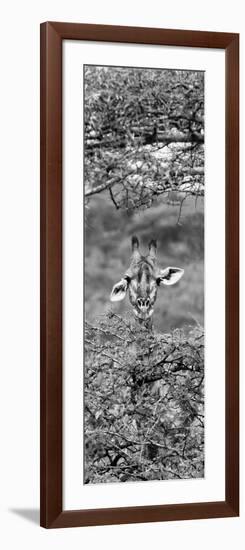 Awesome South Africa Collection Panoramic - Portrait of Giraffe Peering through Tree II B&W-Philippe Hugonnard-Framed Photographic Print