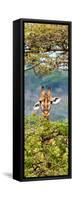 Awesome South Africa Collection Panoramic - Portrait of Giraffe Peering through Tree II-Philippe Hugonnard-Framed Stretched Canvas