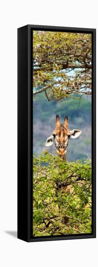 Awesome South Africa Collection Panoramic - Portrait of Giraffe Peering through Tree II-Philippe Hugonnard-Framed Stretched Canvas