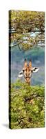 Awesome South Africa Collection Panoramic - Portrait of Giraffe Peering through Tree II-Philippe Hugonnard-Stretched Canvas