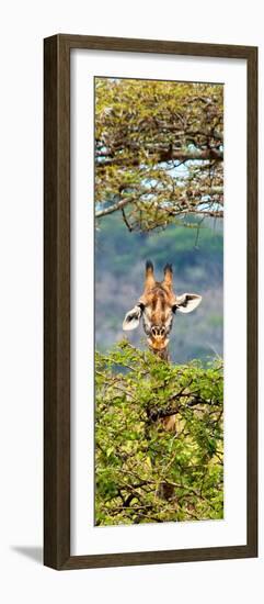 Awesome South Africa Collection Panoramic - Portrait of Giraffe Peering through Tree II-Philippe Hugonnard-Framed Photographic Print