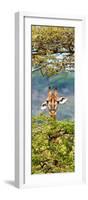 Awesome South Africa Collection Panoramic - Portrait of Giraffe Peering through Tree II-Philippe Hugonnard-Framed Photographic Print