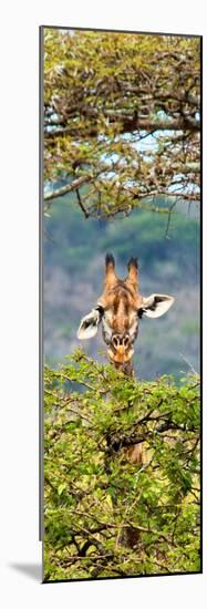 Awesome South Africa Collection Panoramic - Portrait of Giraffe Peering through Tree II-Philippe Hugonnard-Mounted Photographic Print