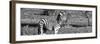 Awesome South Africa Collection Panoramic - Redbilled Oxpecker on Burchell's Zebra B&W-Philippe Hugonnard-Framed Photographic Print