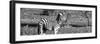 Awesome South Africa Collection Panoramic - Redbilled Oxpecker on Burchell's Zebra B&W-Philippe Hugonnard-Framed Photographic Print