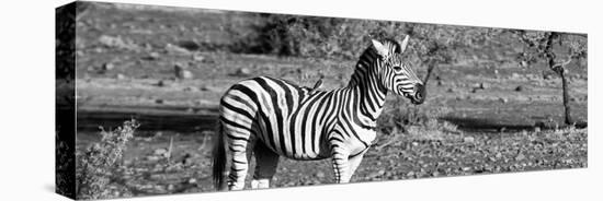 Awesome South Africa Collection Panoramic - Redbilled Oxpecker on Burchell's Zebra B&W-Philippe Hugonnard-Stretched Canvas