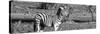 Awesome South Africa Collection Panoramic - Redbilled Oxpecker on Burchell's Zebra B&W-Philippe Hugonnard-Stretched Canvas