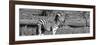 Awesome South Africa Collection Panoramic - Redbilled Oxpecker on Burchell's Zebra B&W-Philippe Hugonnard-Framed Photographic Print