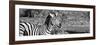 Awesome South Africa Collection Panoramic - Redbilled Oxpecker on Burchell's Zebra II B&W-Philippe Hugonnard-Framed Photographic Print