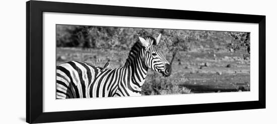 Awesome South Africa Collection Panoramic - Redbilled Oxpecker on Burchell's Zebra II B&W-Philippe Hugonnard-Framed Photographic Print