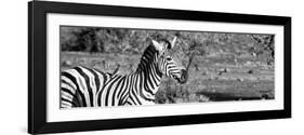 Awesome South Africa Collection Panoramic - Redbilled Oxpecker on Burchell's Zebra II B&W-Philippe Hugonnard-Framed Photographic Print