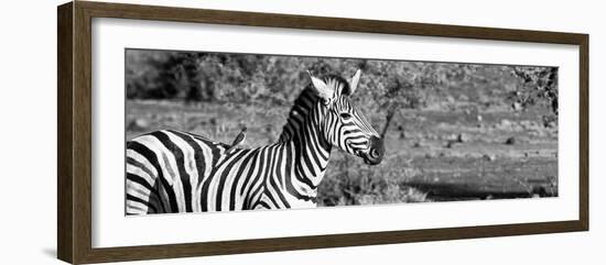 Awesome South Africa Collection Panoramic - Redbilled Oxpecker on Burchell's Zebra II B&W-Philippe Hugonnard-Framed Photographic Print