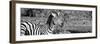 Awesome South Africa Collection Panoramic - Redbilled Oxpecker on Burchell's Zebra II B&W-Philippe Hugonnard-Framed Photographic Print