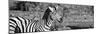 Awesome South Africa Collection Panoramic - Redbilled Oxpecker on Burchell's Zebra II B&W-Philippe Hugonnard-Mounted Photographic Print