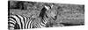 Awesome South Africa Collection Panoramic - Redbilled Oxpecker on Burchell's Zebra II B&W-Philippe Hugonnard-Stretched Canvas