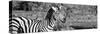 Awesome South Africa Collection Panoramic - Redbilled Oxpecker on Burchell's Zebra II B&W-Philippe Hugonnard-Stretched Canvas