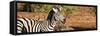 Awesome South Africa Collection Panoramic - Redbilled Oxpecker on Burchell's Zebra II-Philippe Hugonnard-Framed Stretched Canvas