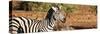 Awesome South Africa Collection Panoramic - Redbilled Oxpecker on Burchell's Zebra II-Philippe Hugonnard-Stretched Canvas