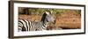 Awesome South Africa Collection Panoramic - Redbilled Oxpecker on Burchell's Zebra II-Philippe Hugonnard-Framed Photographic Print