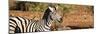 Awesome South Africa Collection Panoramic - Redbilled Oxpecker on Burchell's Zebra II-Philippe Hugonnard-Mounted Photographic Print