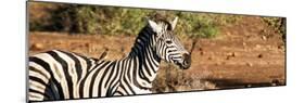 Awesome South Africa Collection Panoramic - Redbilled Oxpecker on Burchell's Zebra II-Philippe Hugonnard-Mounted Photographic Print