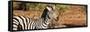 Awesome South Africa Collection Panoramic - Redbilled Oxpecker on Burchell's Zebra II-Philippe Hugonnard-Framed Stretched Canvas